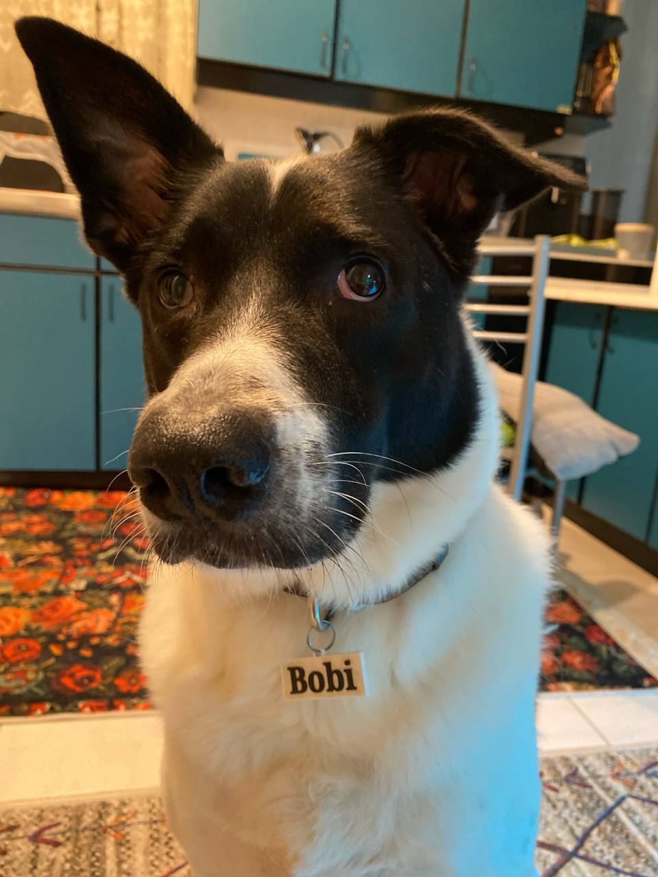 Bobi