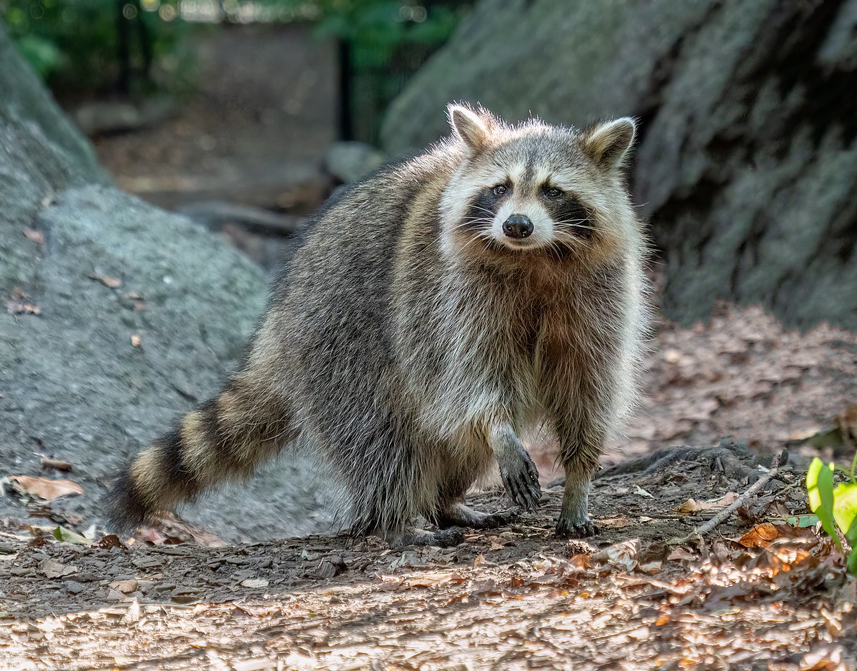 An image of a raccoon